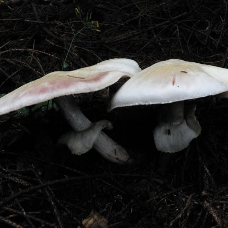 Agaricus silvicola